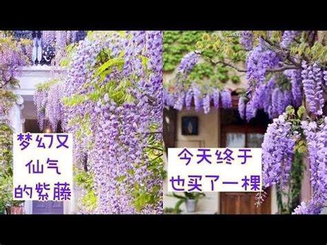 紫藤花 風水|如何按照風水來擺設紫藤？（特徵、方位、共同擺設的植物）